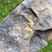 Conocoryphe cirina